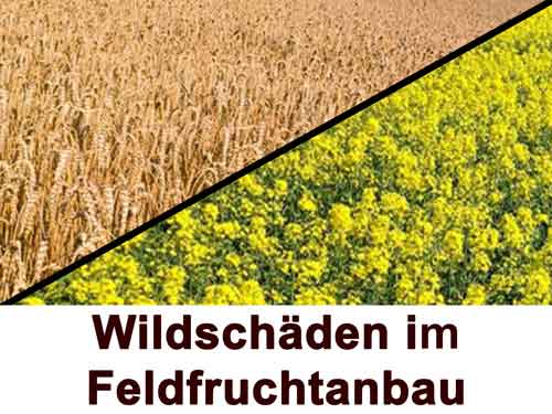Schäden durch Wild im Feldfruchtanbau