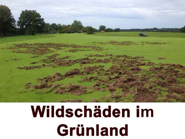 Wildschäden im Grünland