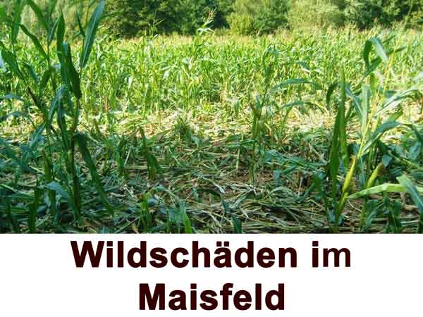 Wildschäden im Maisfeld