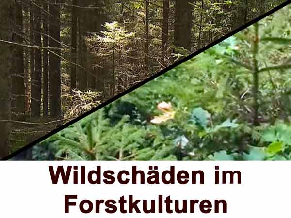 Wildschäden in Forstkulturen