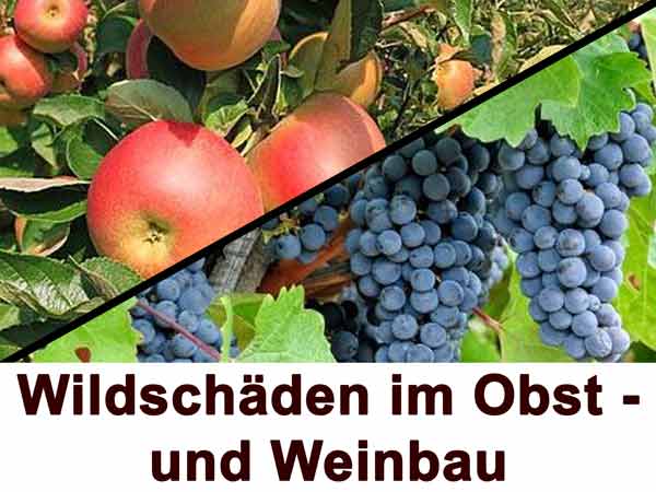 Wildschäden im Obst- und Weinbau